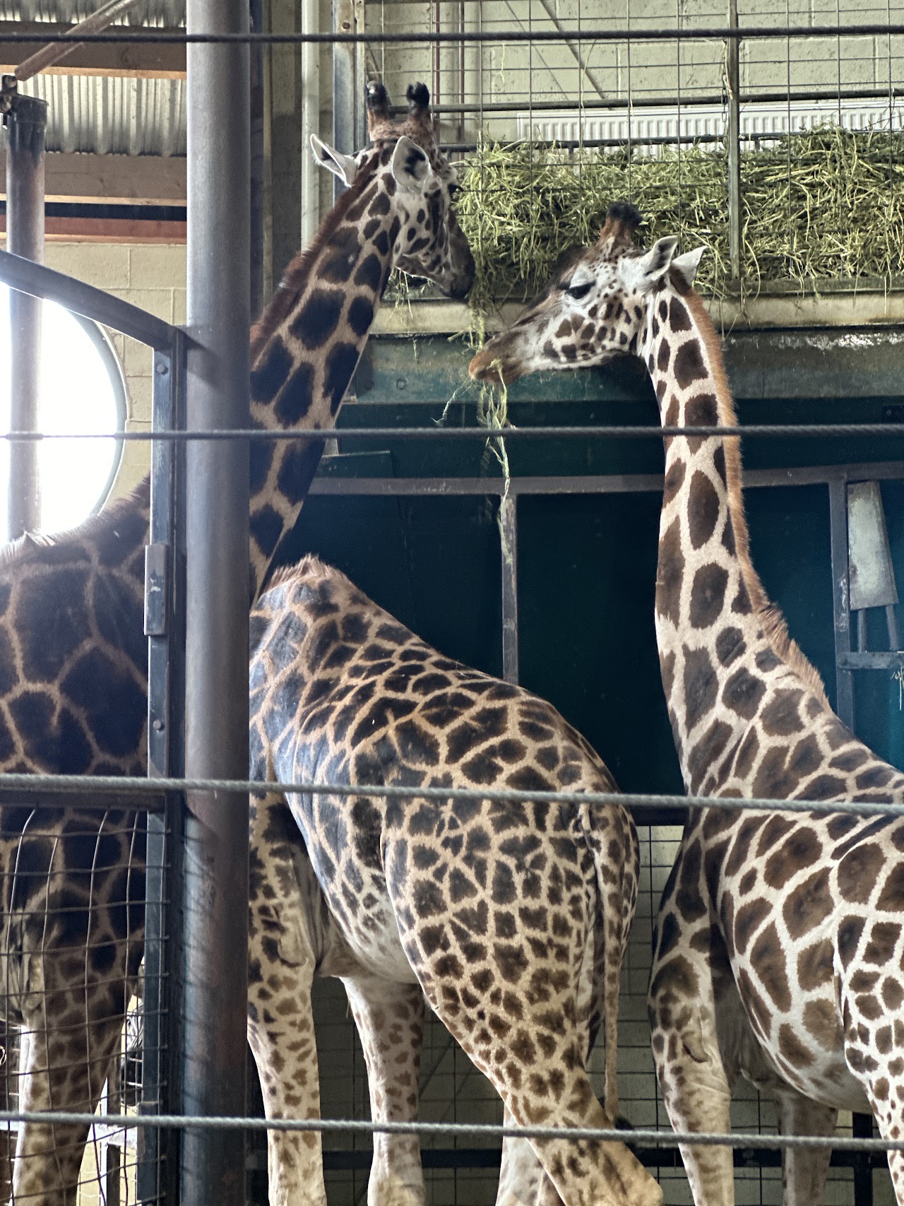 Marwell Zoo