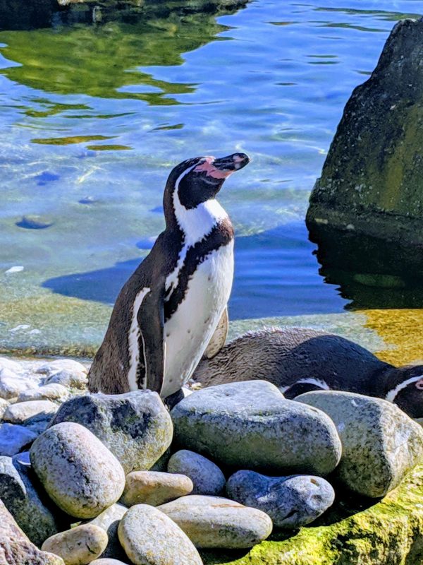 Marwell Zoo