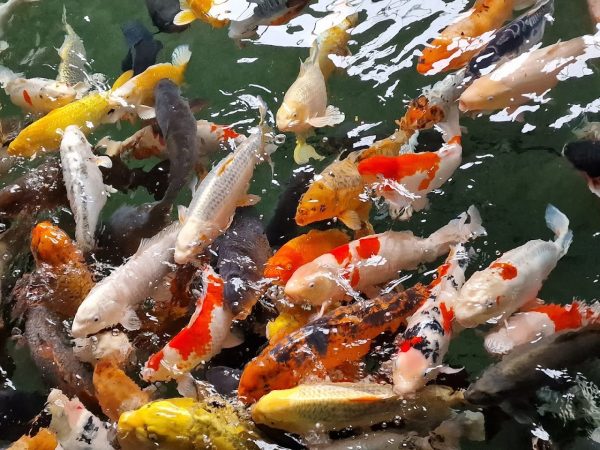 Matlock Bath Aquarium