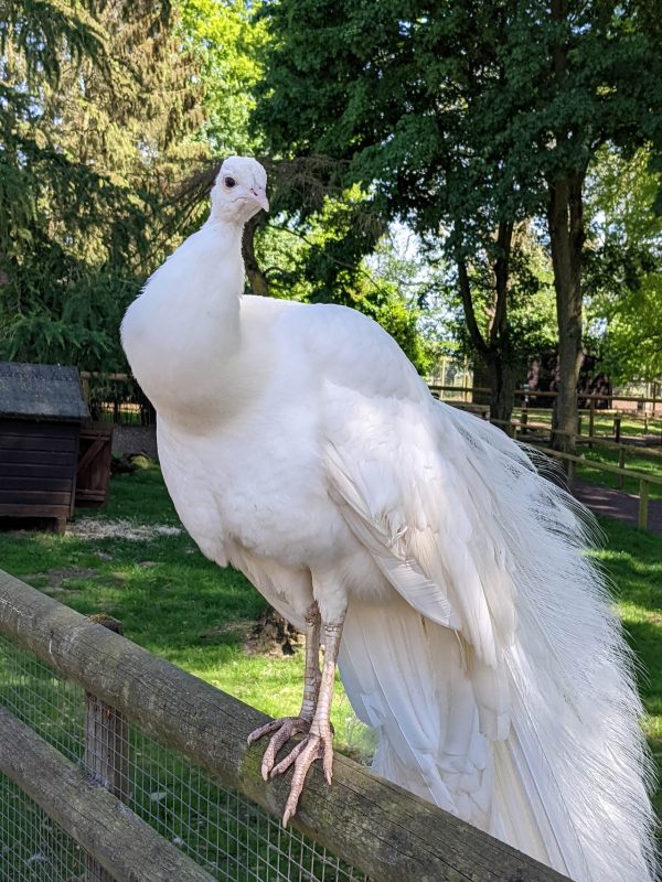 Melsop Farm Park