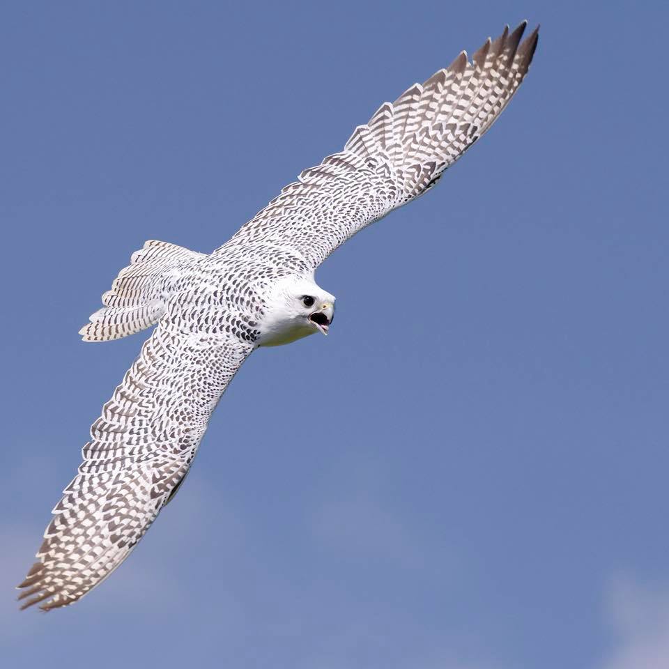 Millets Farm Falconry