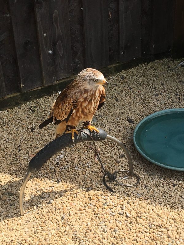Millets Farm Falconry