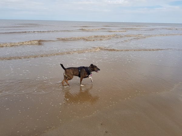 Moggs Eye Beach