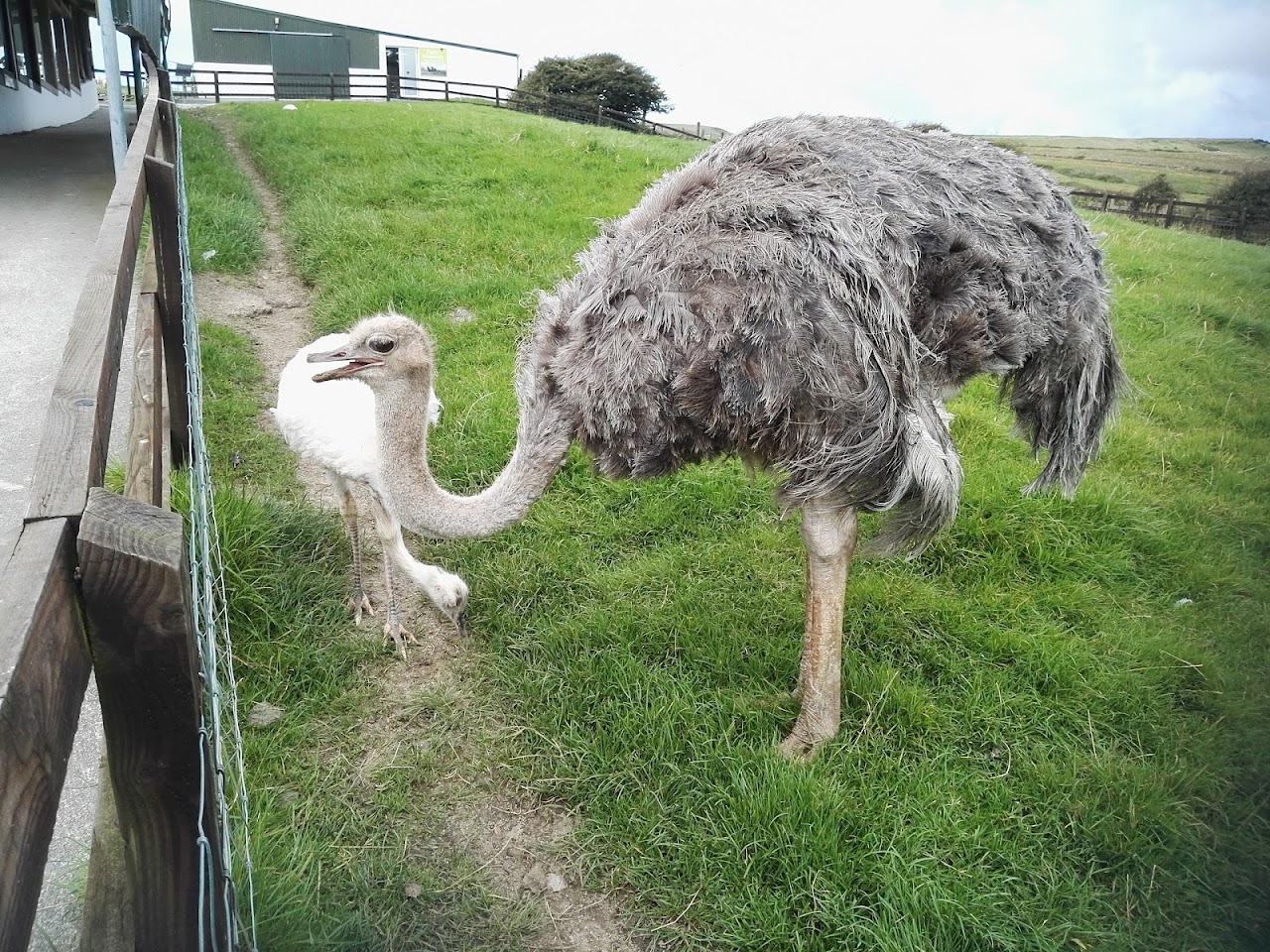 Moher Hill Open Farm