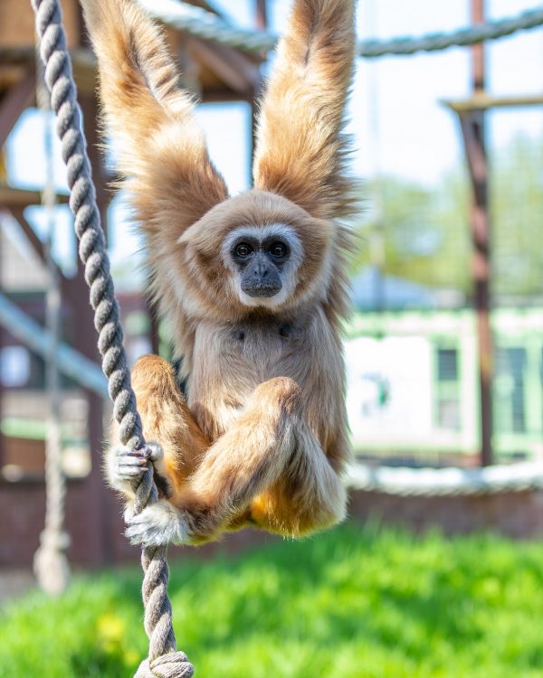 Monkey Haven