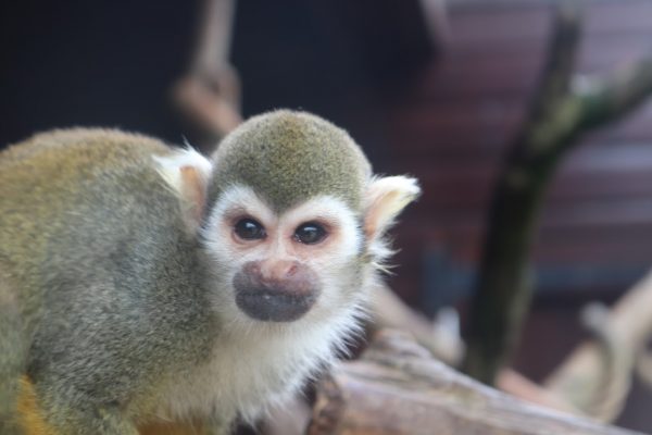 Monkey Haven