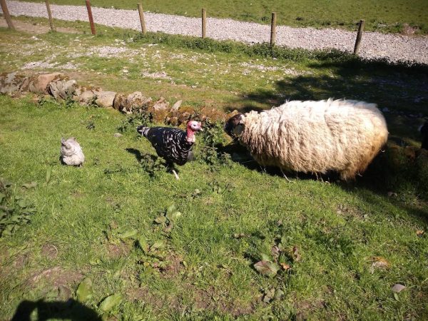 Mossburn Community Farm