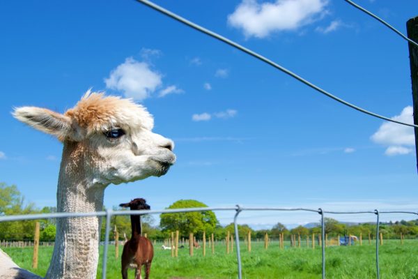 Mrs Dowsons Farm Park