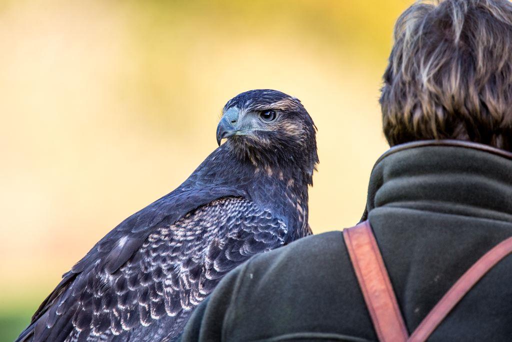 National Centre for Birds of Prey