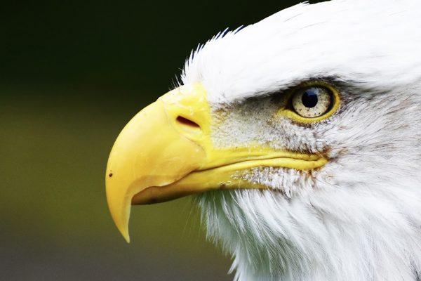 National Centre for Birds of Prey