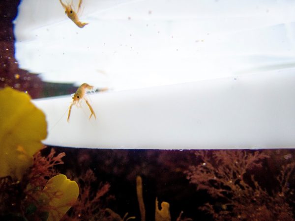National Lobster Hatchery