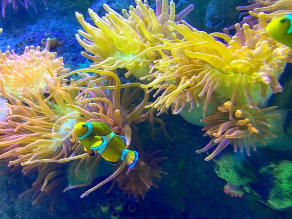 National Marine Aquarium