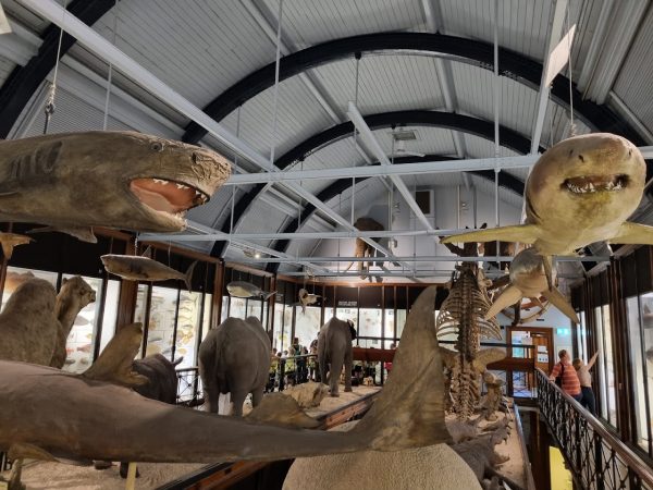 Natural History Museum at Tring