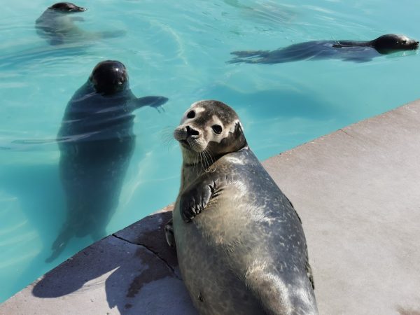 Natureland Seal Sanctuary