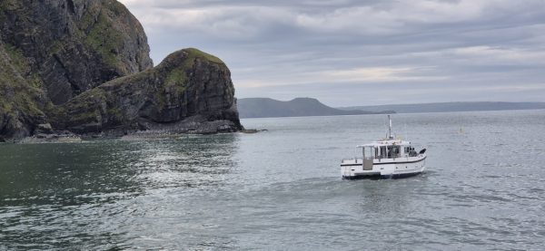 New Quay Boat Trips