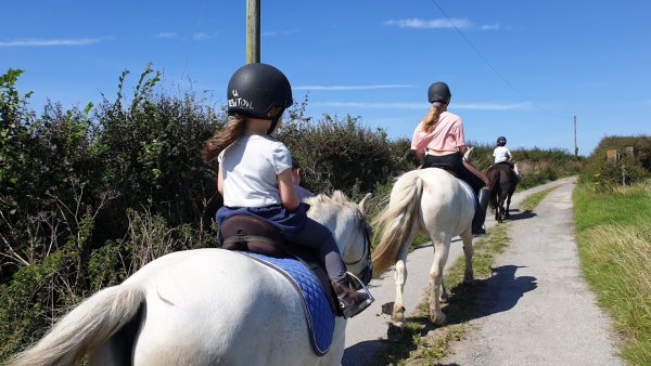 Newton Equestrian
