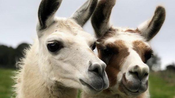 Nidderdale Llamas