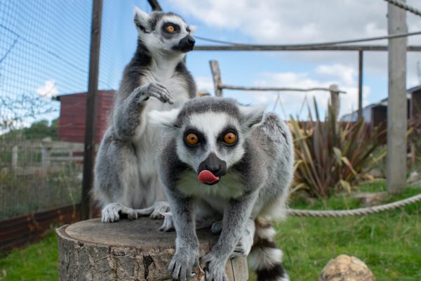 Noah's Ark Zoo Farm
