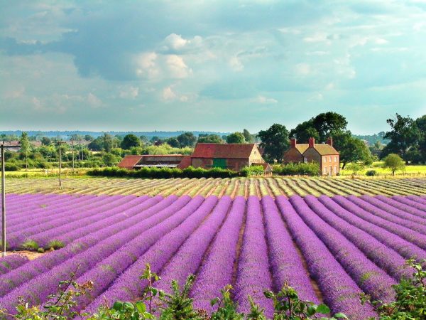 Norfolk Lavender