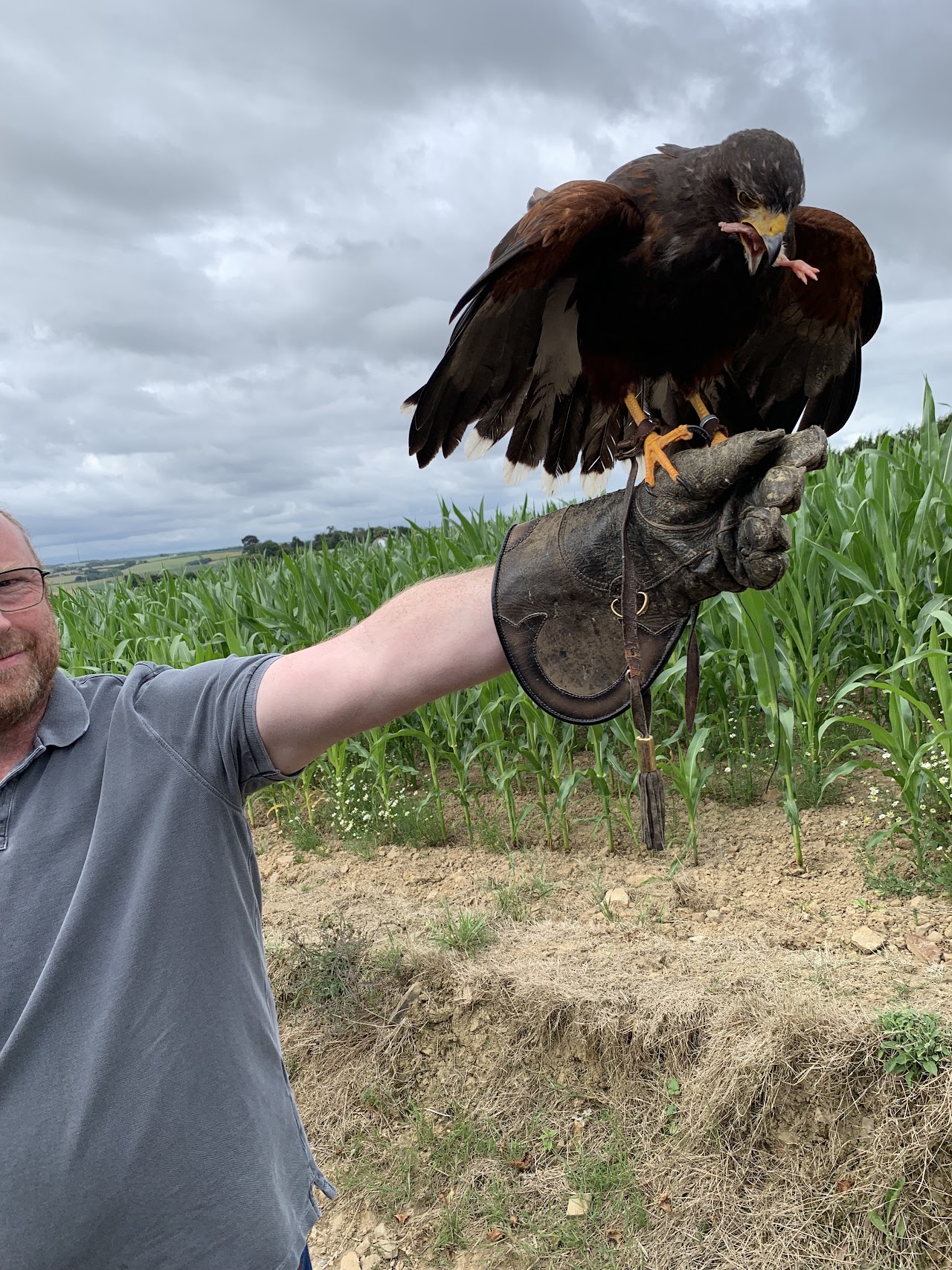 North Devon Falconry
