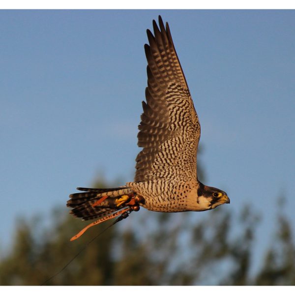 North Devon Falconry