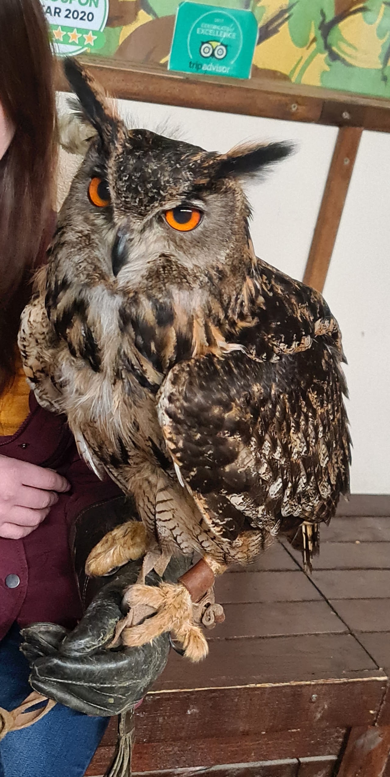 North East Falconry