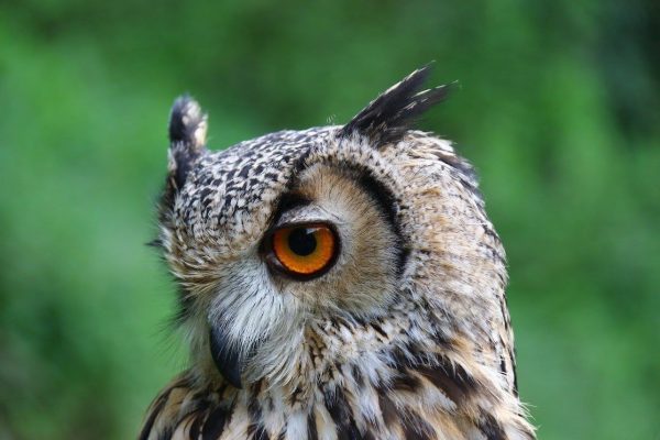 North East Falconry