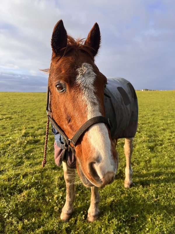 North Lizard Riding School
