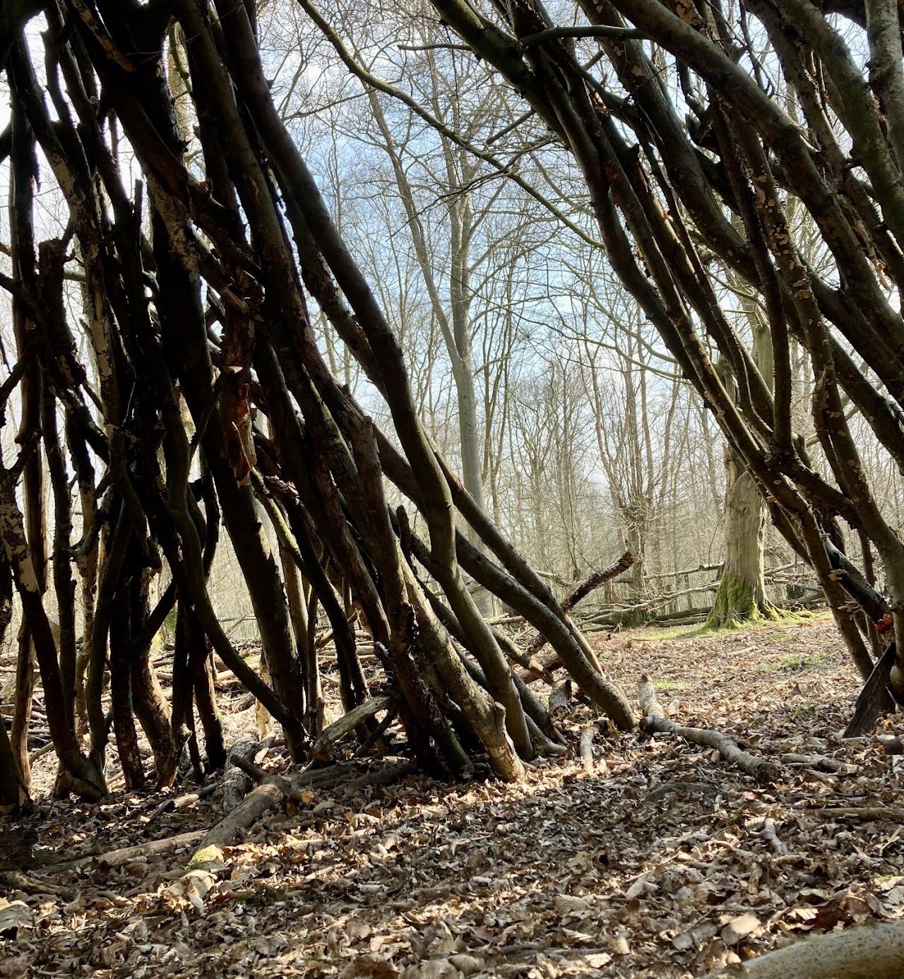 Northaw Great Wood