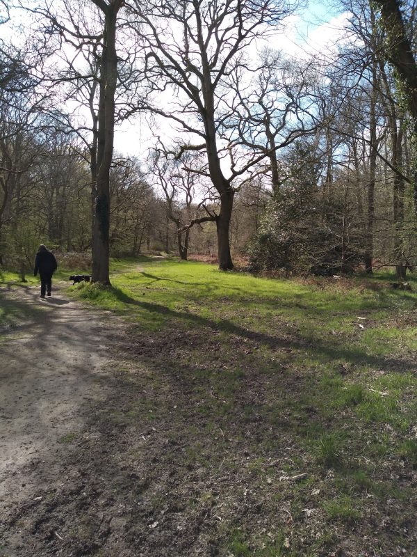 Northaw Great Wood