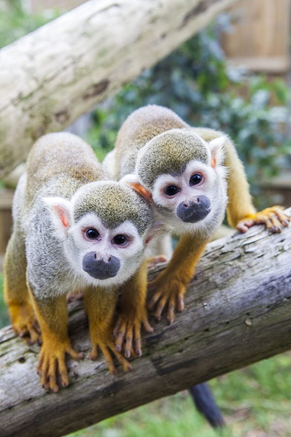 Northumberland College Zoo