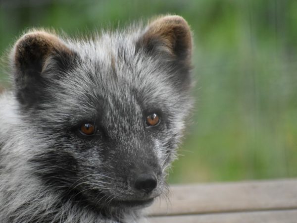 Northumberland Zoo
