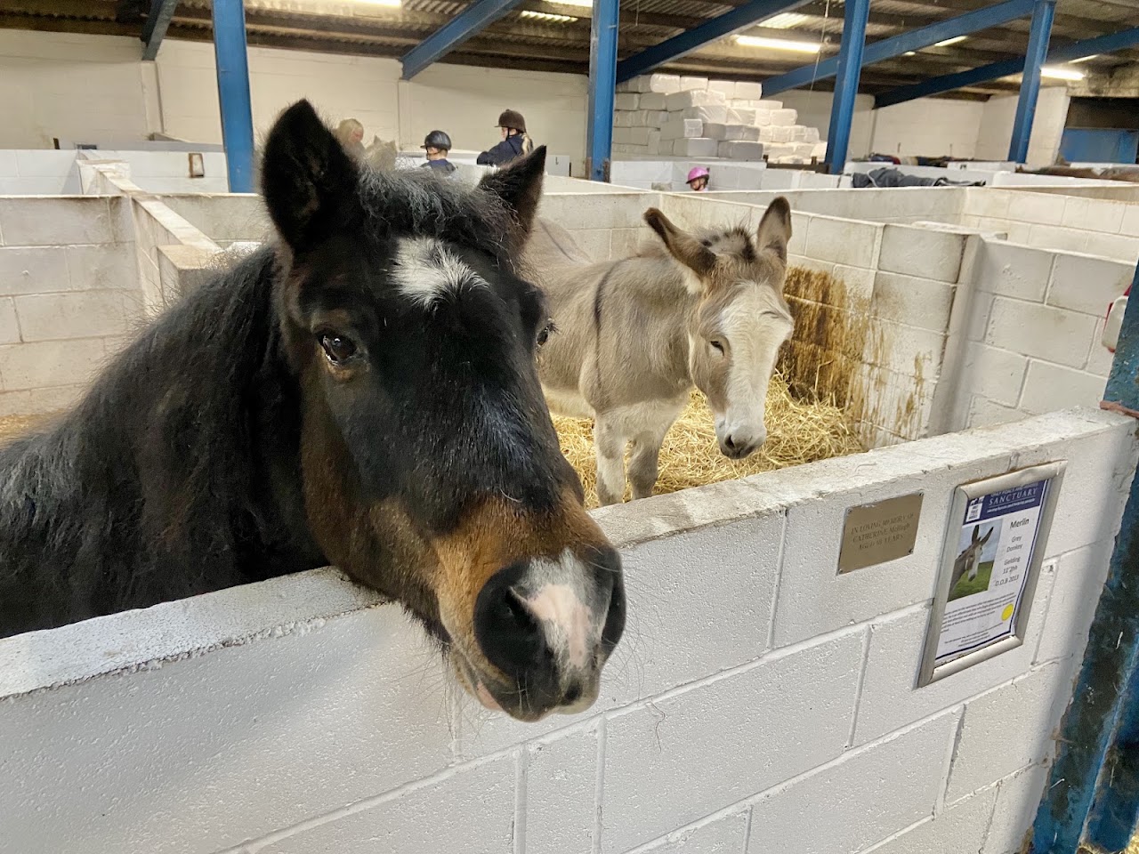 Only Foals and Horses Sanctuary