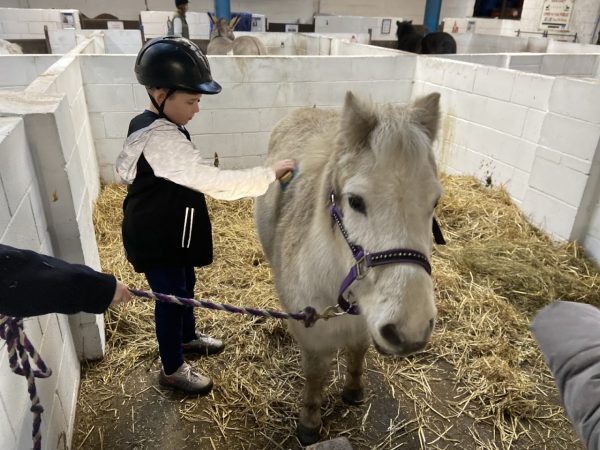 Only Foals and Horses Sanctuary