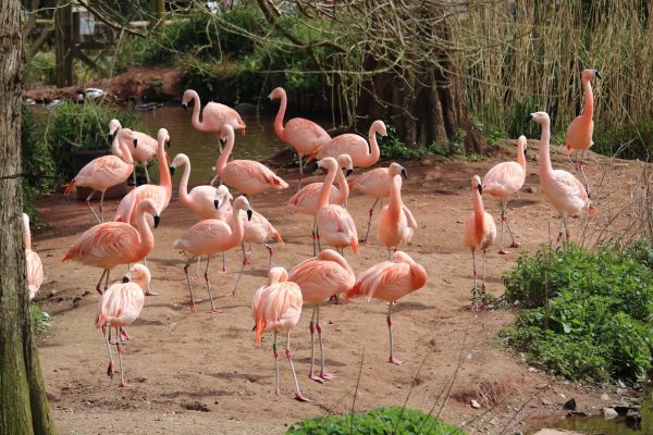 Paignton Zoo