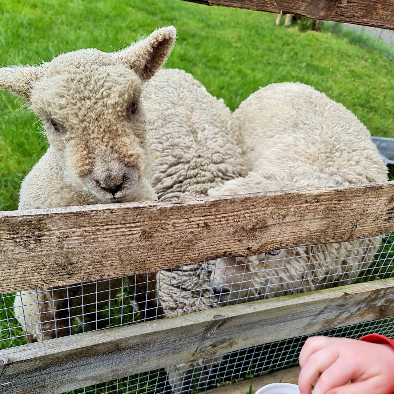 Paradise Found Educational Farm Park