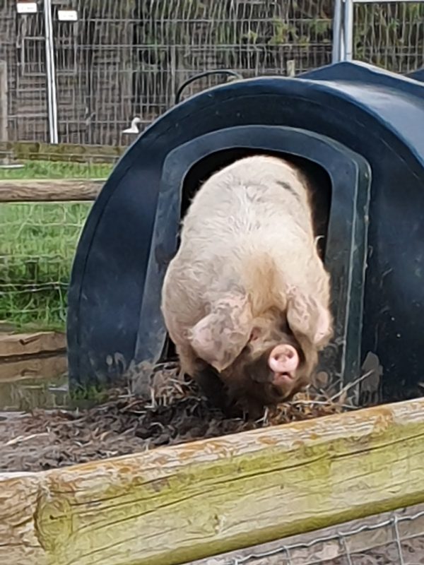 Paradise Found Educational Farm Park