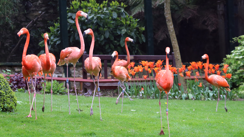 Paradise Park and JungleBarn