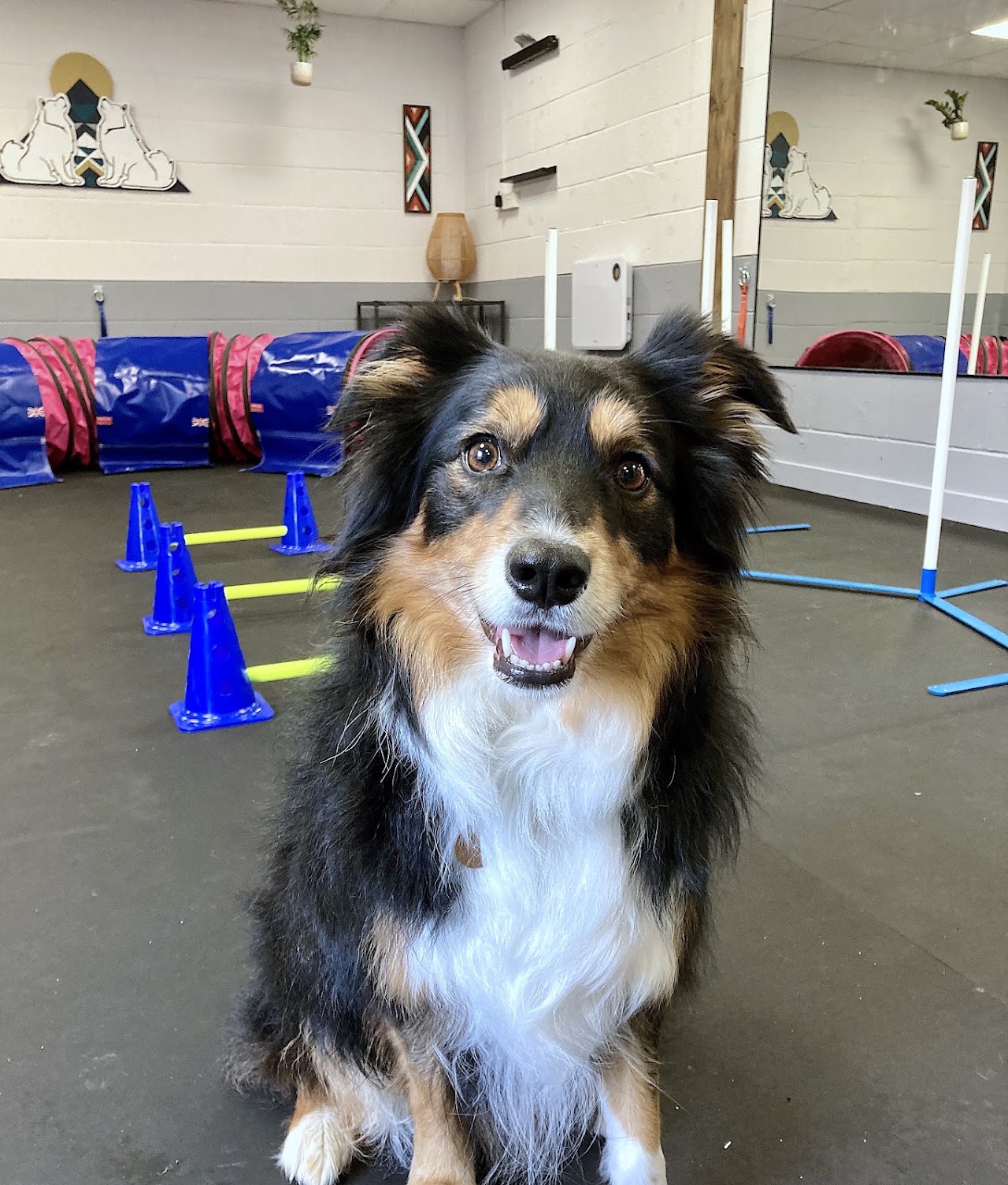 Peak Performance Dog Gym, Play and Training