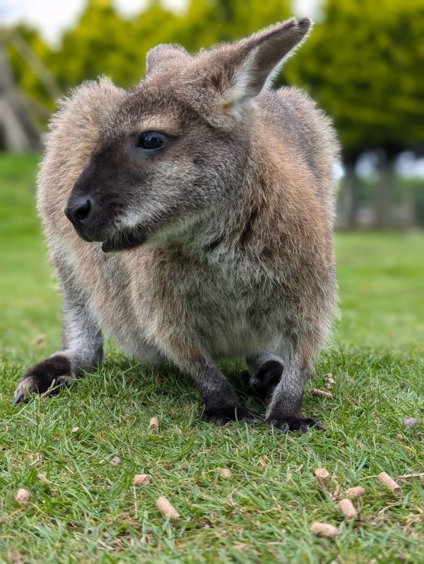 Peak Wildlife Park