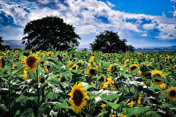 Pencoed Organic Farm