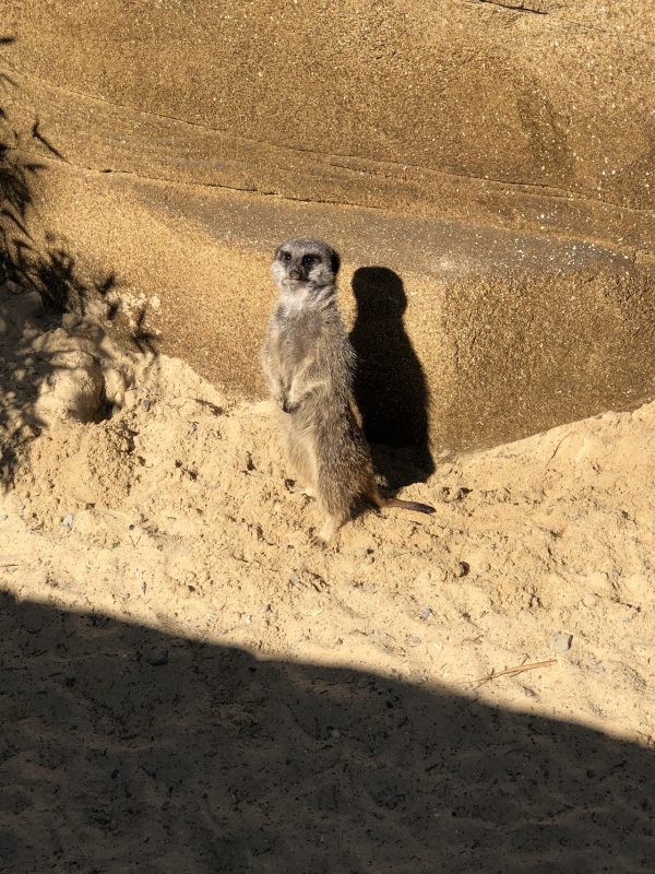 Pettitts Adventure Park
