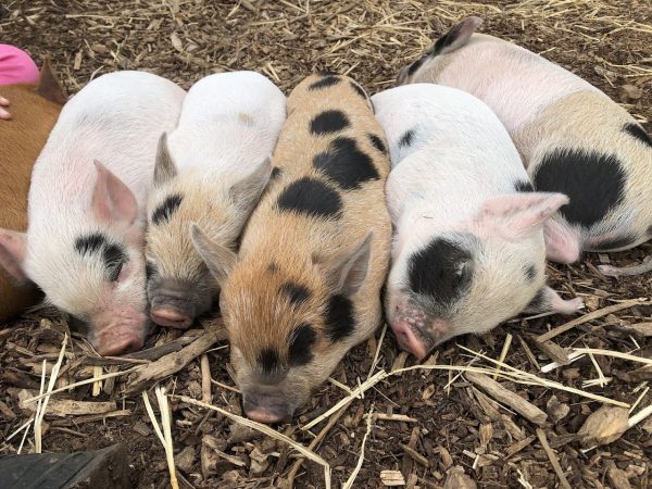 Pig Enthusiast Course at Kew Little Pigs Farm