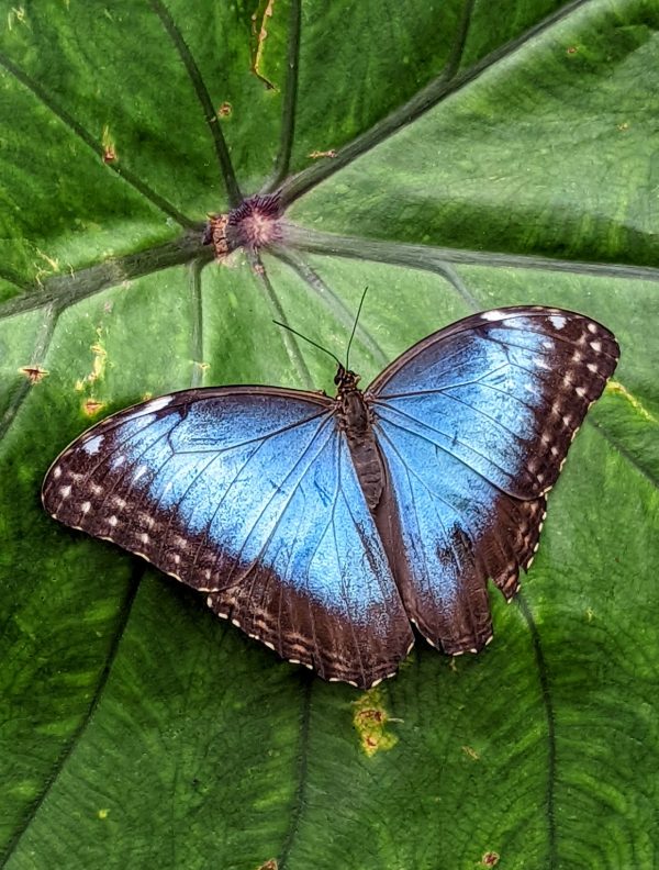 Pili Palas Nature World