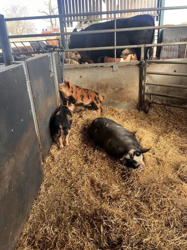 PLAY@ Lower Drayton Farm