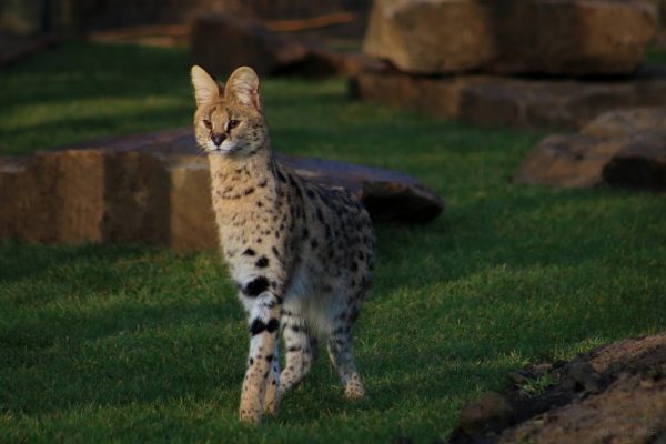 Ponderosa Zoo