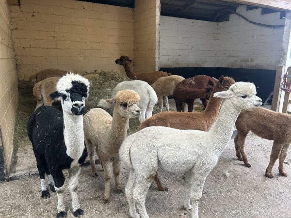 Poppywood Alpacas