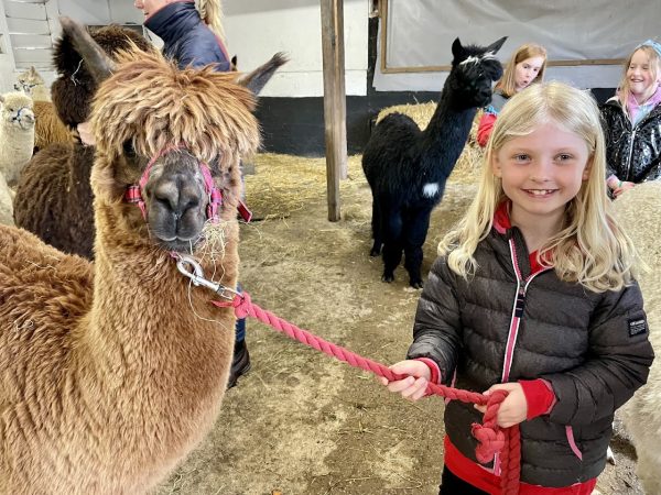 Poppywood Alpacas