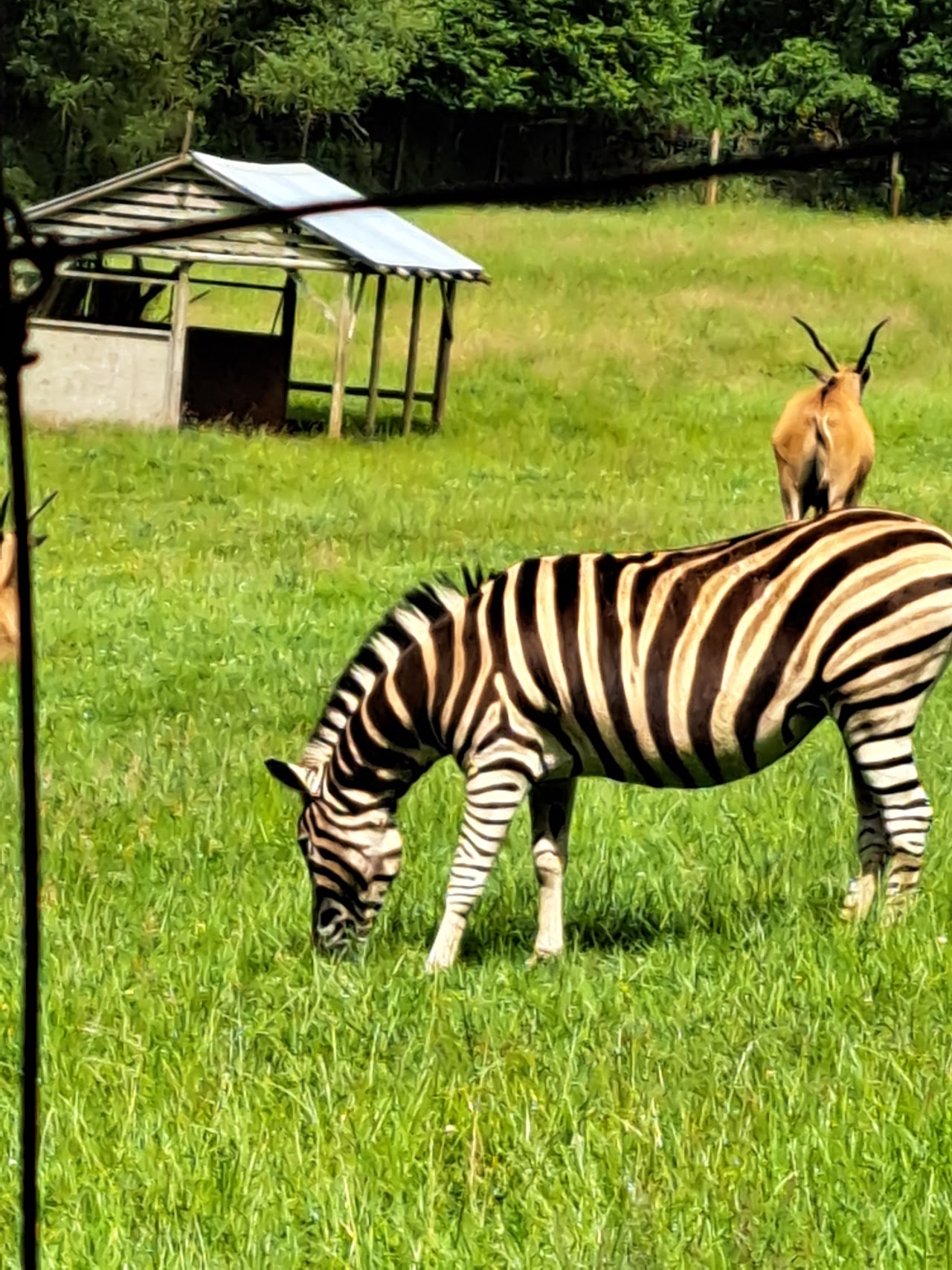 Porfell Wildlife Park
