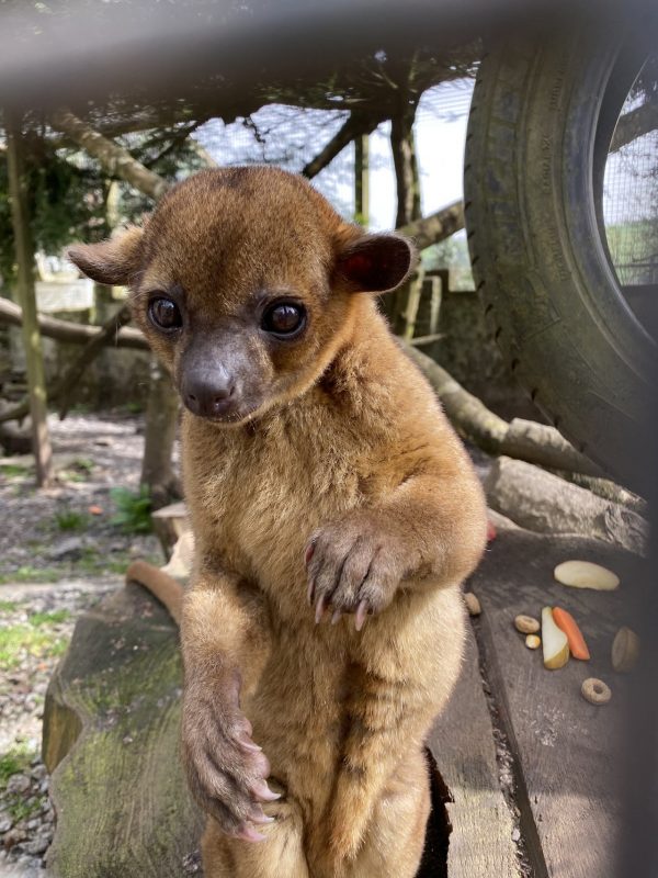 Porfell Wildlife Park